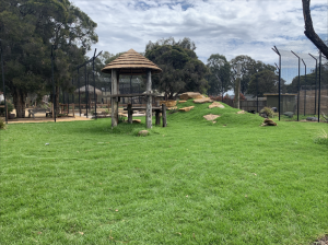 The lions's new enclosure. Image supplied.