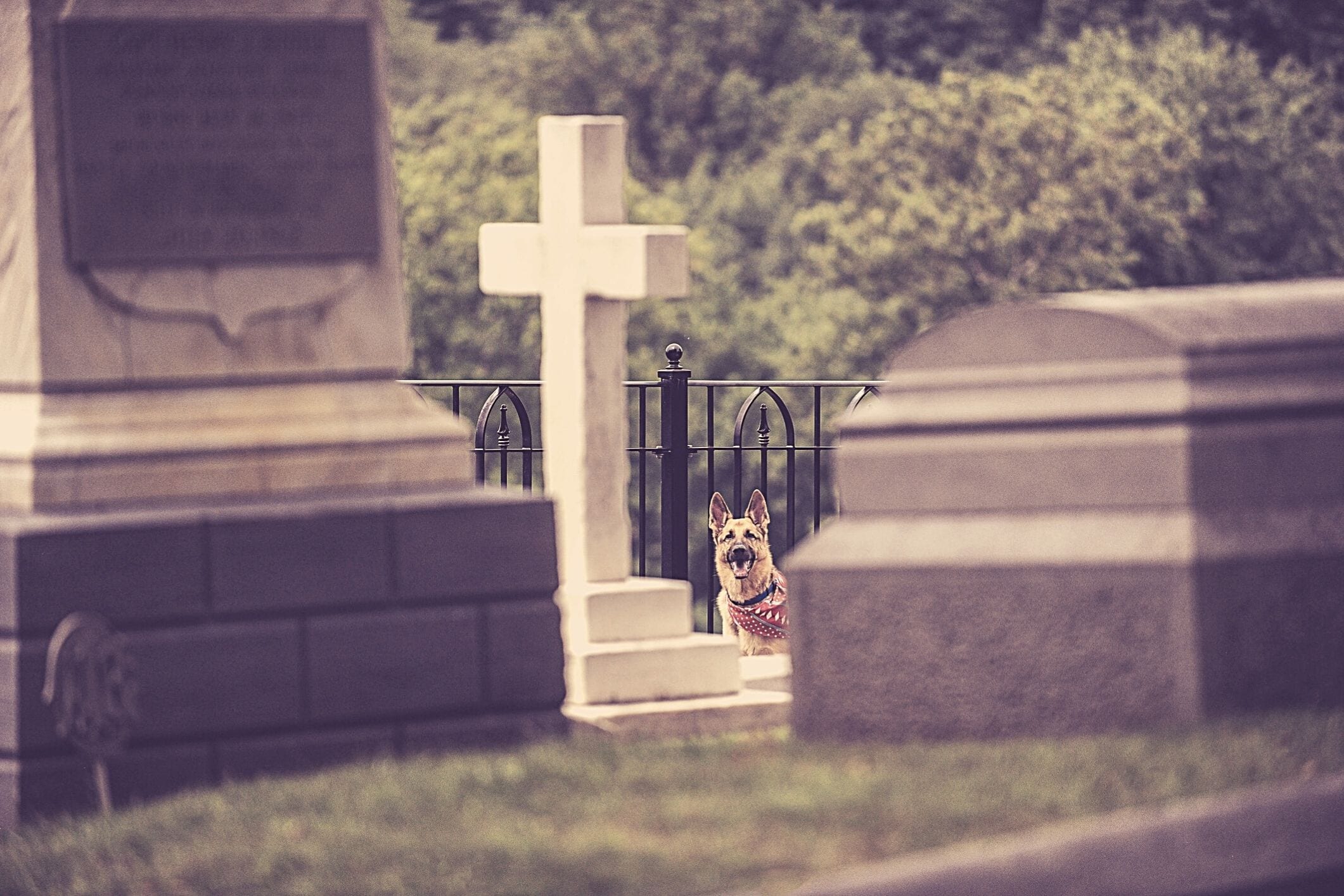 Cemetery bans dog