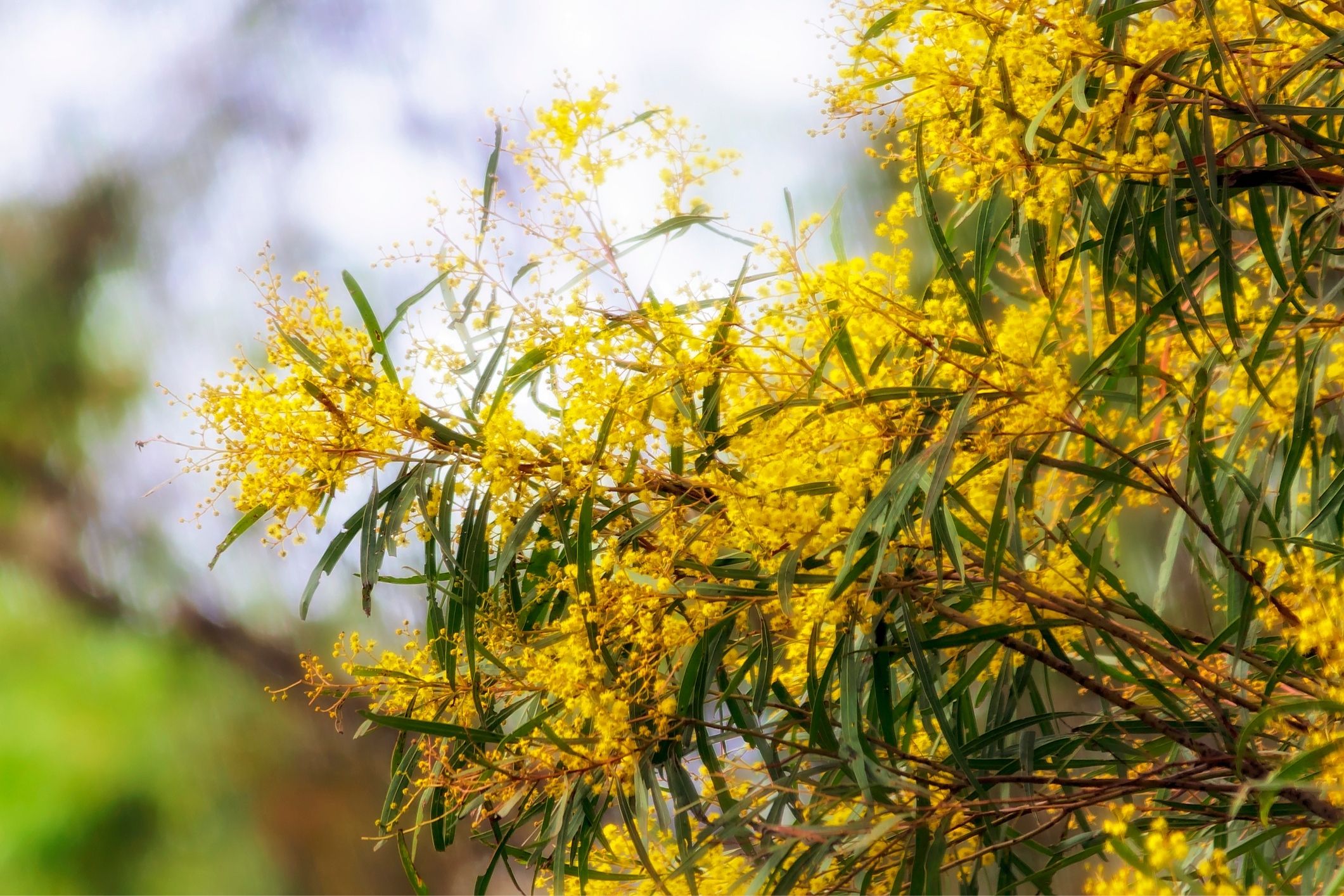 Australia native plants