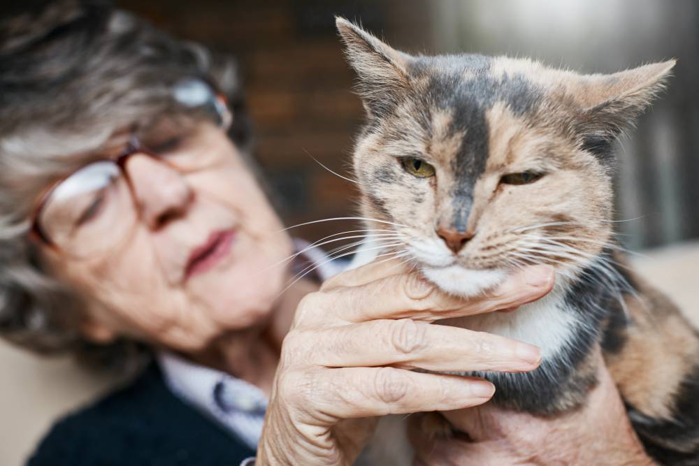 elderly eating cat food