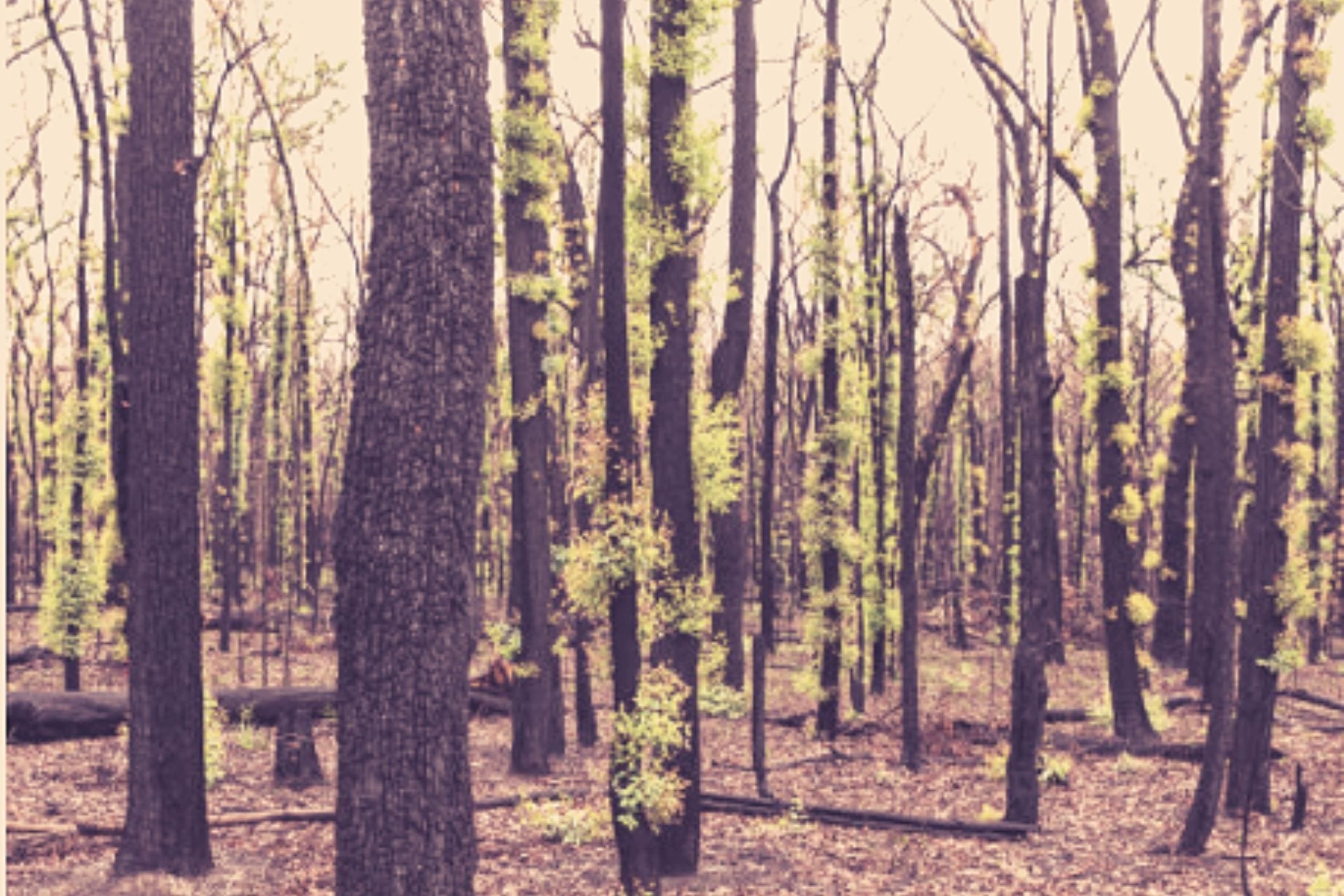 NAIDOC Week 2021 - Heal Country
