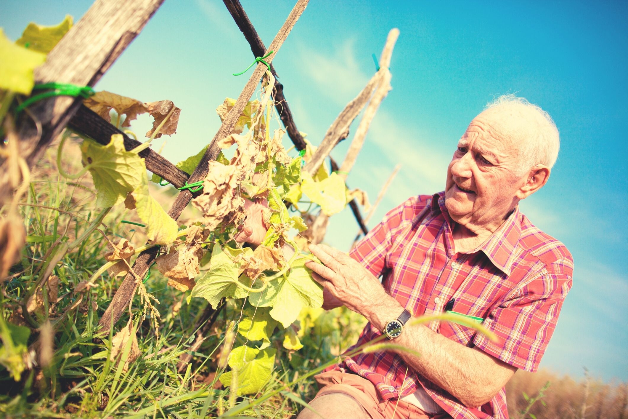 Climate Change vs COVID