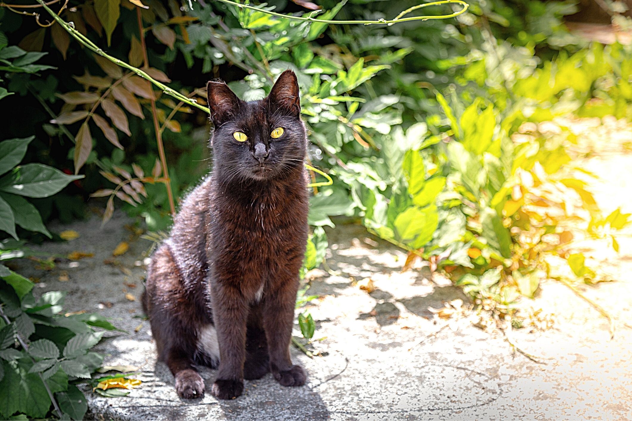 Elderly woman saved by pet cat that alerted neighbours after a dangerous fall