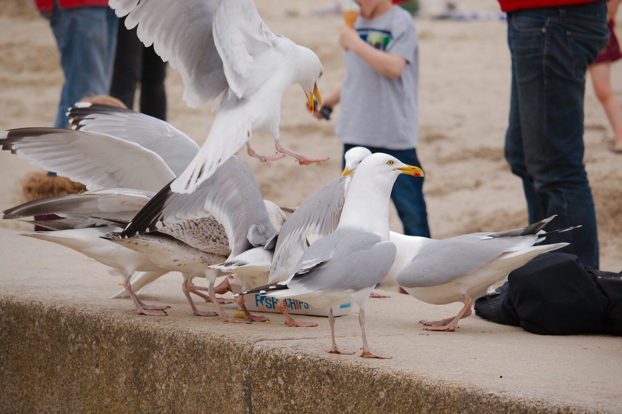 Elderly woman survives stroke after seagull steals her chips