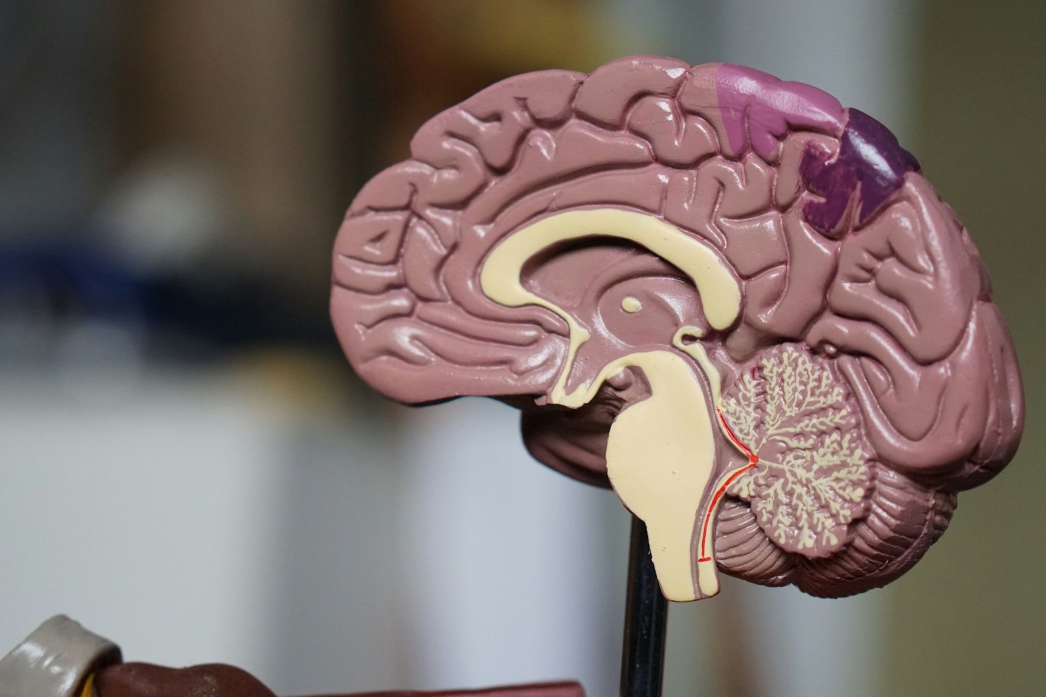 brain training and project management skills