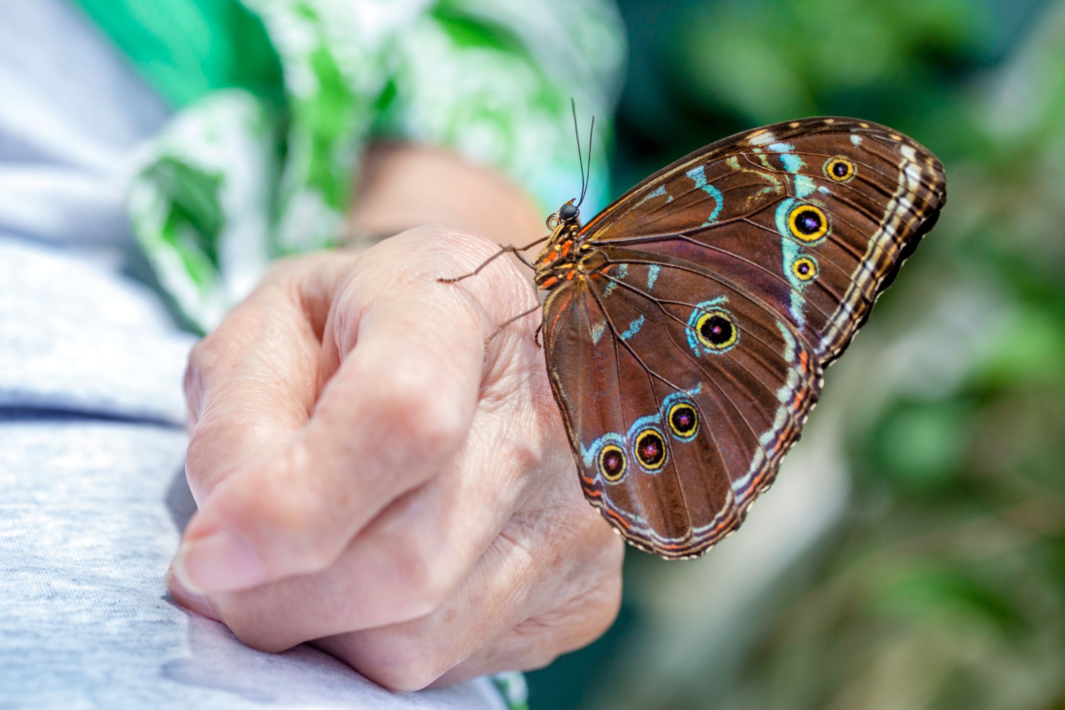 Portable butterfly enclosure brings unique joy to aged care residents