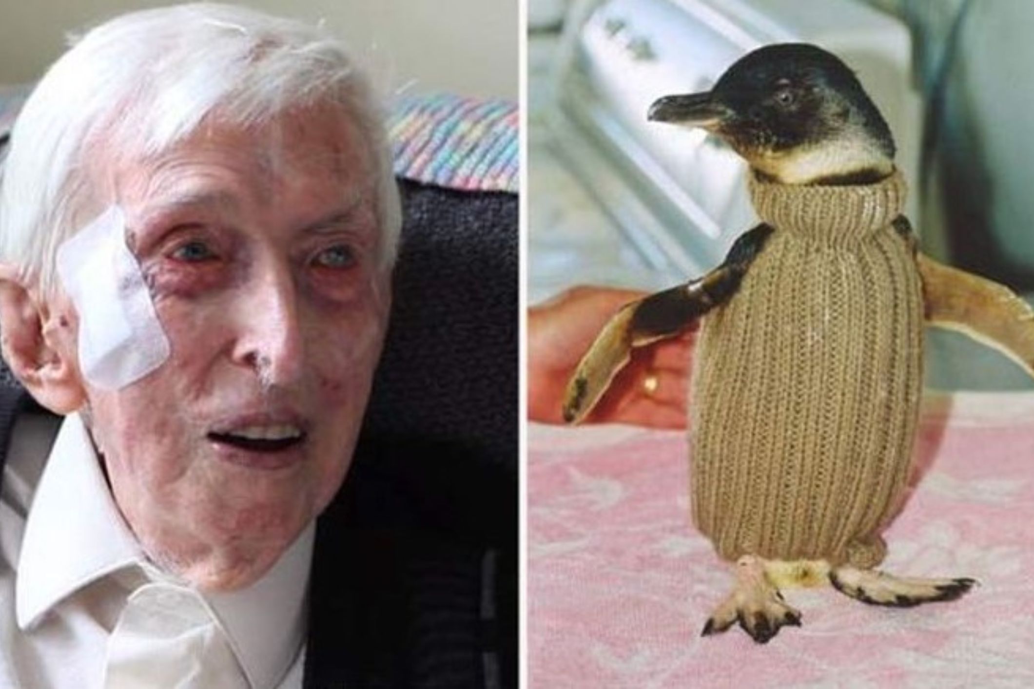 Oldest man in Australia spent final years knitting sweaters for injured penguins