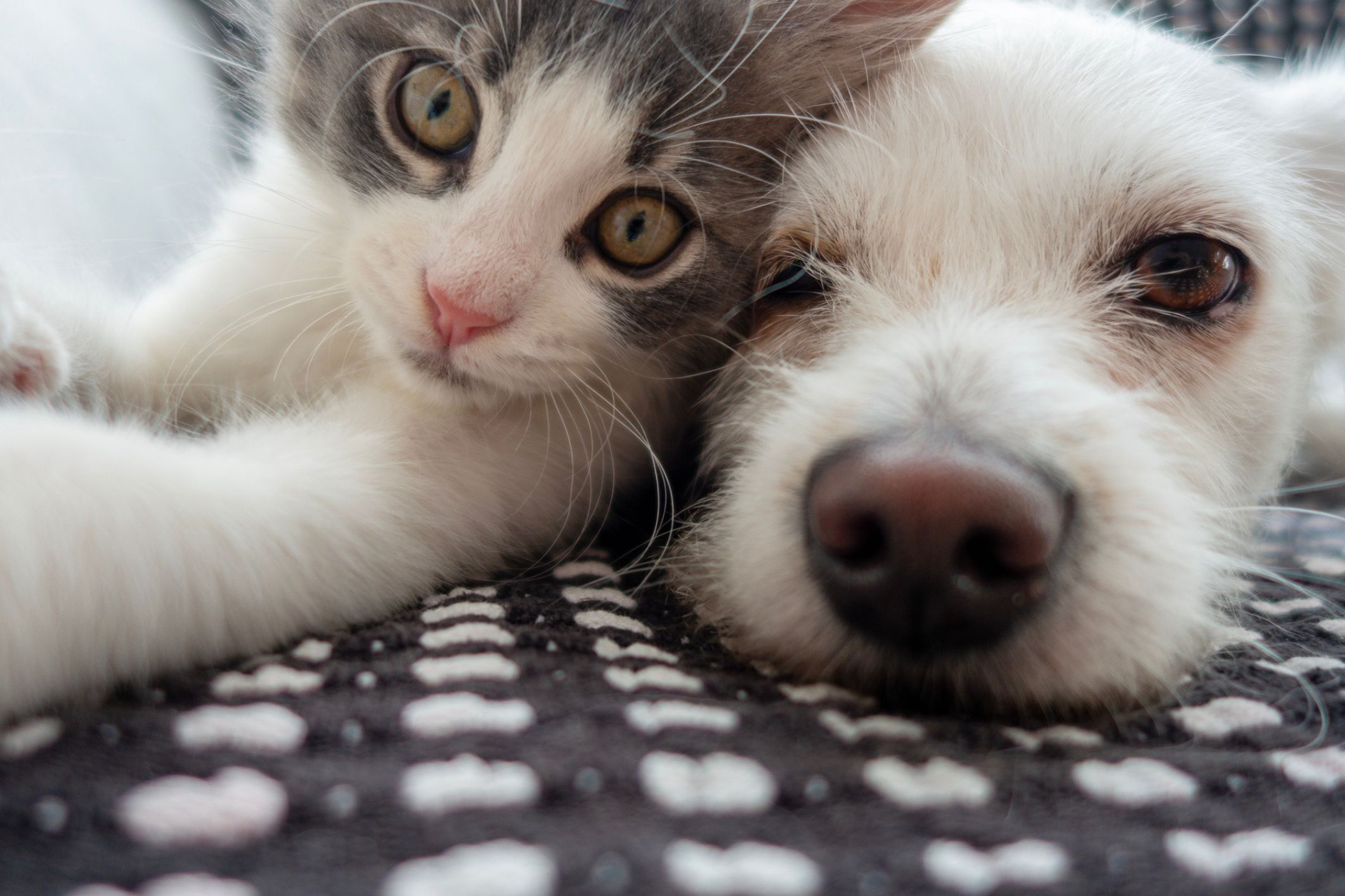 Dog owners 40% less likely to get dementia - cats may not help much