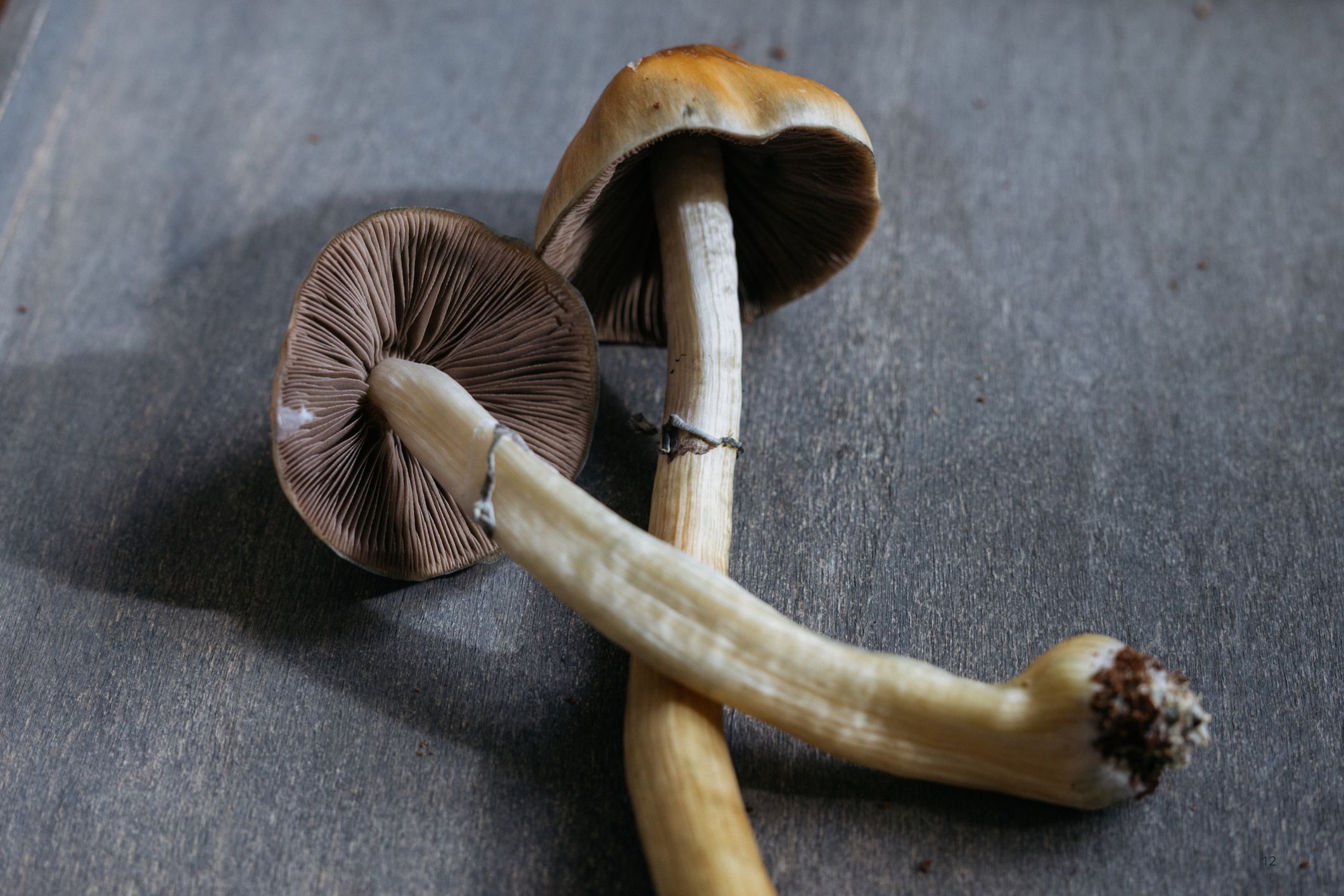 Beyond Sedatives: Psychedelics and holistic healing for older adults