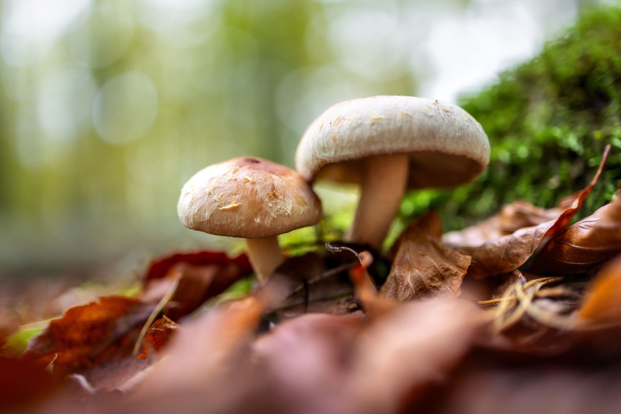 Alzheimer's patient regains ability to talk and dress herself after magic mushroom compound