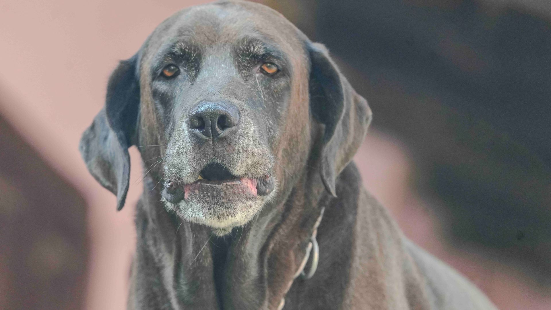 Why old dogs might be able to teach Alzheimer’s researchers new tricks